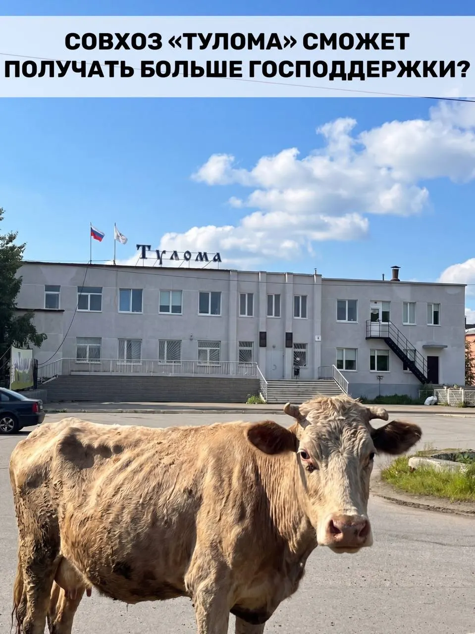 Правила получения федеральных субсидий для молочных хозяйств изменили: поддержка теперь доступна и предприятиям с долей государства или муниципалитета свыше 25%. Для Мурманской области это важно, но в отдельных хозяйствах, включая совхоз «Тулома», сохраняются острые проблемы — работники говорят о дефиците кормов, долгах и угрозе потерь поголовья.