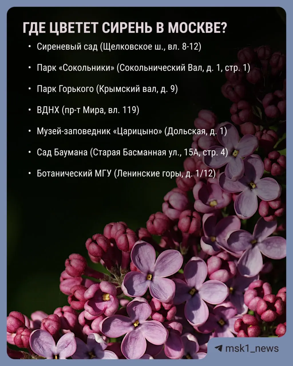 В столице массово распустились сирень, яблони, груши и вишни. Рассказываем, где можно увидеть цветение и какие деревья особенно примечательны.