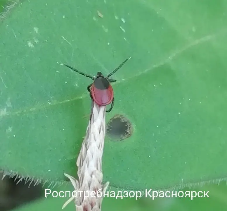 С начала сезона зарегистрировано свыше 43 тысяч обращений из‑за укусов клещей. Наибольшее число случаев отмечено в ряде областей Сибири и европейской части страны. Проведена акарицидная обработка более 46 тыс. гектаров; от клещевого энцефалита привились свыше 2,2 млн человек.