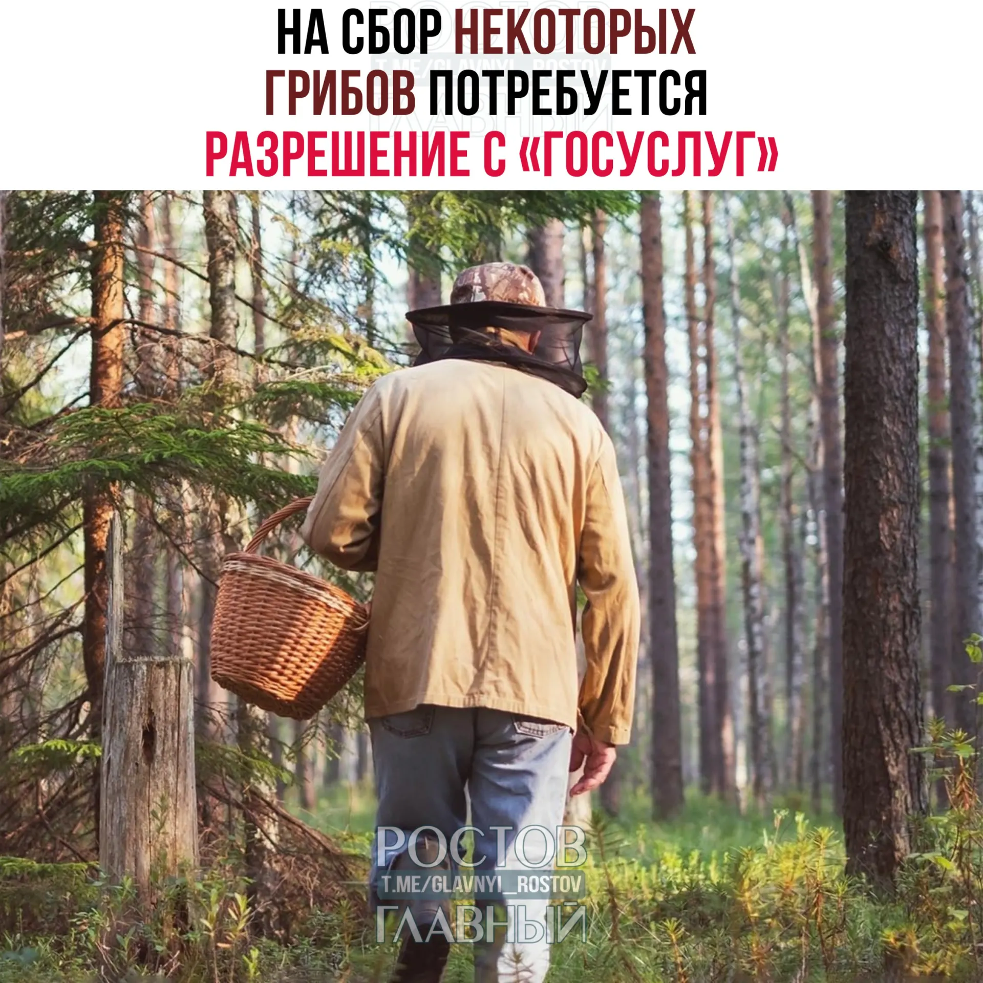 С 1 сентября 2027 года для сбора некоторых редких грибов потребуется разрешение, оформляемое через портал «Госуслуги». Заявки будут рассматривать до 15 дней; сбор краснокнижных видов без разрешения грозит уголовной ответственностью.