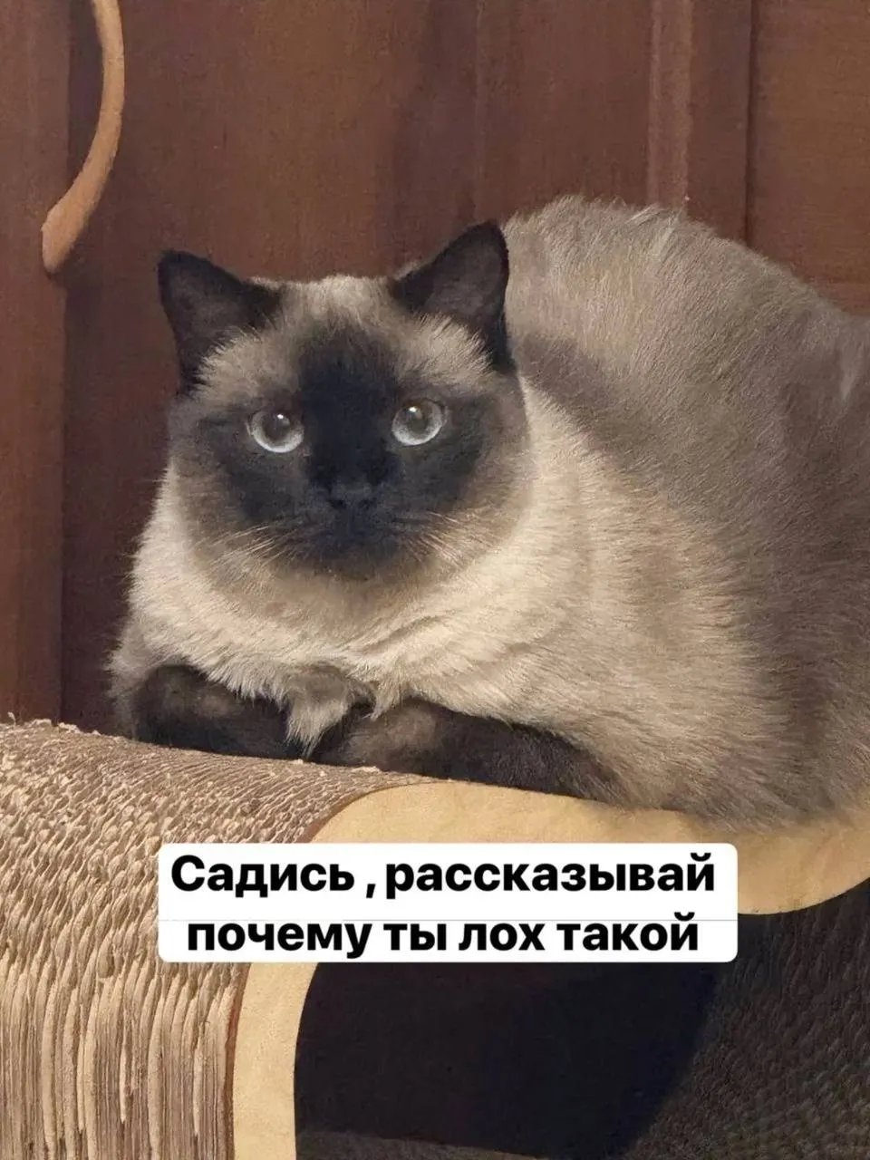 Мошенники, представившись сотрудниками госорганов, заставили девушку показать квартиру по видеосвязи, заметили в кадре деньги и выманили крупную сумму, оформив передачу через курьера под предлогом декларирования.