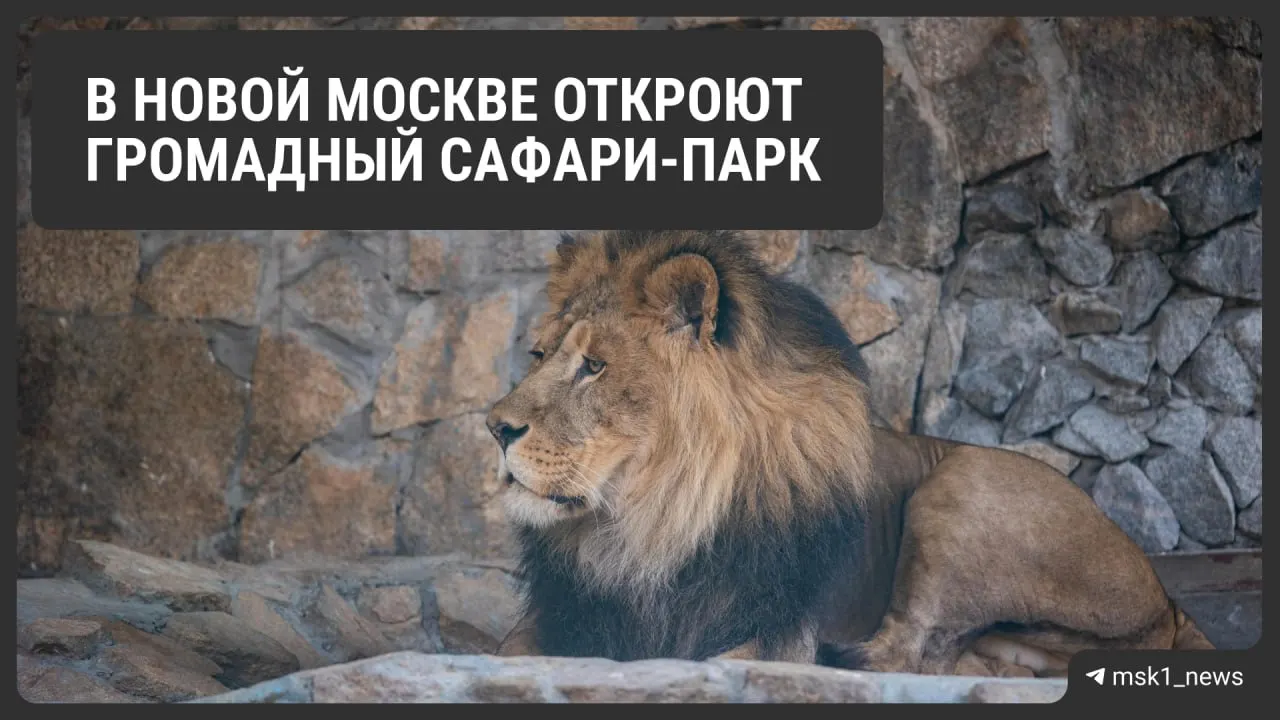 Парк площадью 56 гектаров начнёт работу 15 мая на Калужском шоссе; внутри — океанариум, детская зона и «Джунгли» с львами, зебрами и другими животными. Взрослый билет — 2 500 ₽.