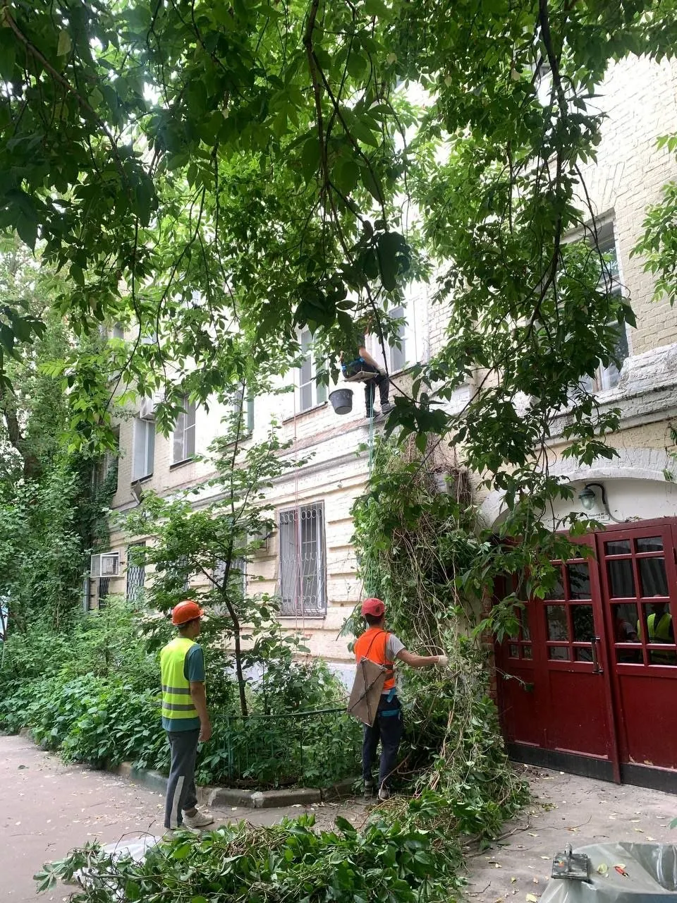 При капитальном ремонте одного из домов на Хитровке рабочие полностью удалили девичий виноград с фасада. Жители опасаются за состояние исторической кирпичной кладки и направили жалобы в надзорные органы.