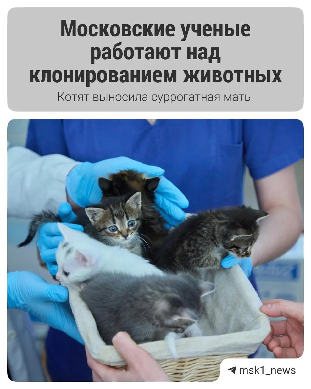 В Московской ветакадемии получили первые в стране котят, рожденных после эмбриотрансфера: в эксперименте участвовали три кошки, две — суррогатные, в итоге появилось пять здоровых малышек.