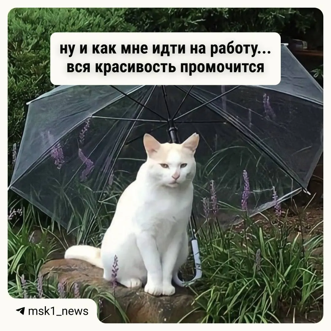 В середине недели погода будет тёплой и солнечной, но холодный атмосферный фронт принесёт дожди и похолодание в четверг–пятницу; к выходным возможны потепление и дожди.