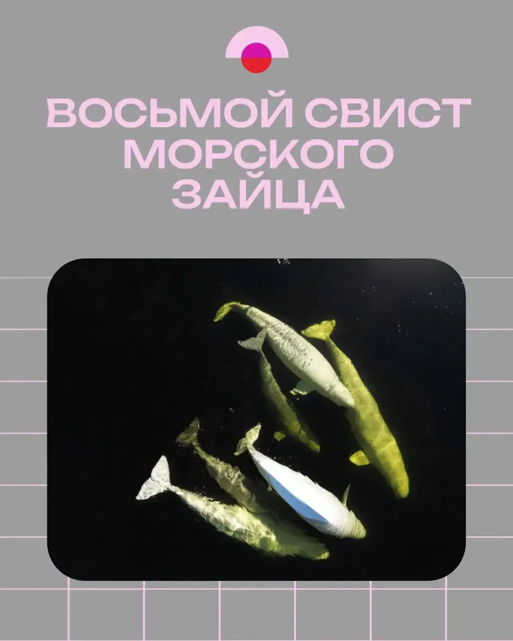 27-минутный документальный фильм о работе российских океанологов на Белом море — от ночных выездов на лёд до редких звуковых записей тюленей.