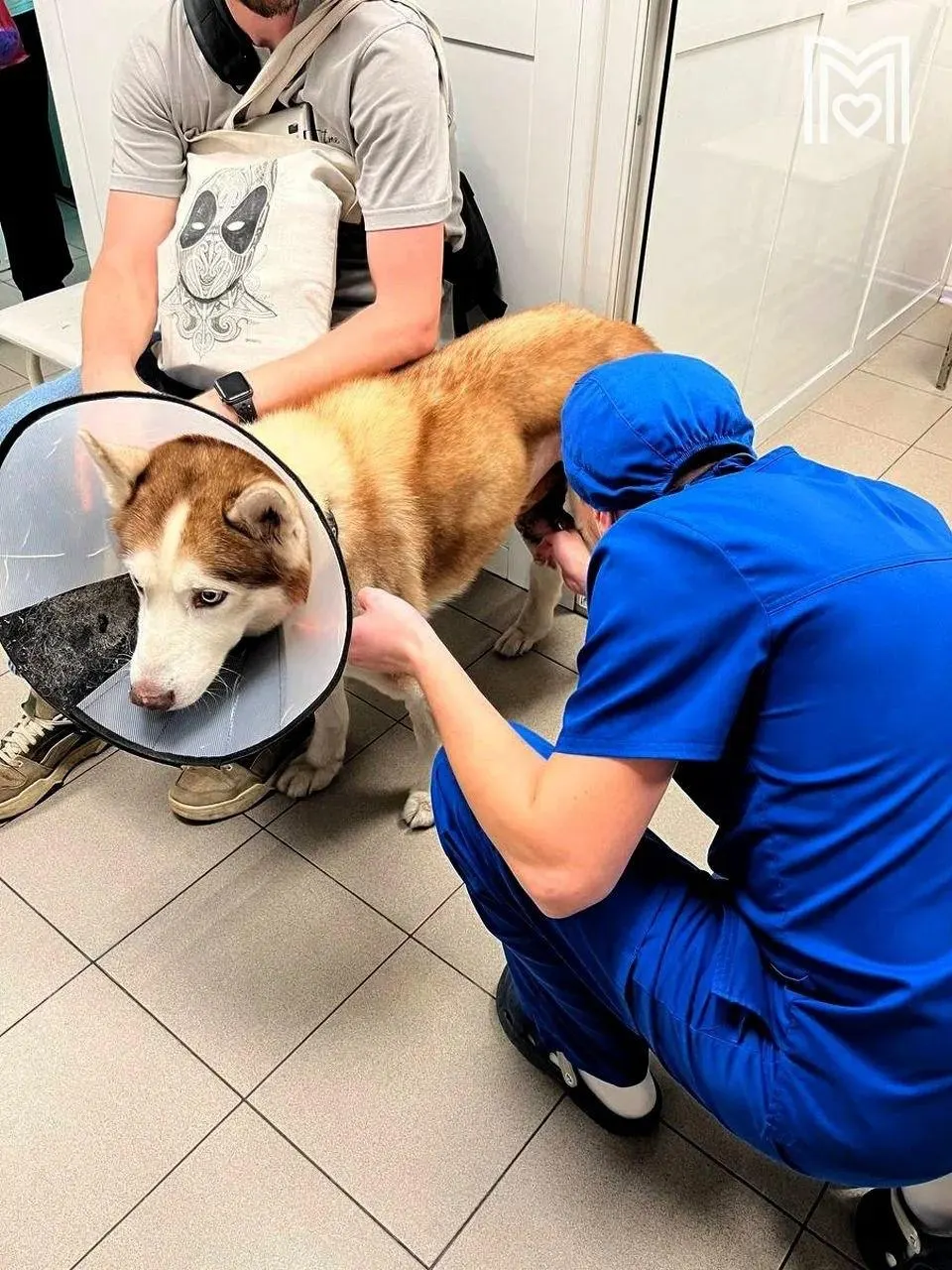 У собаки удалили две опухоли — на бедре и семеннике, провели кастрацию и пересадку лоскутов кожи. Сейчас заживление идёт по плану.