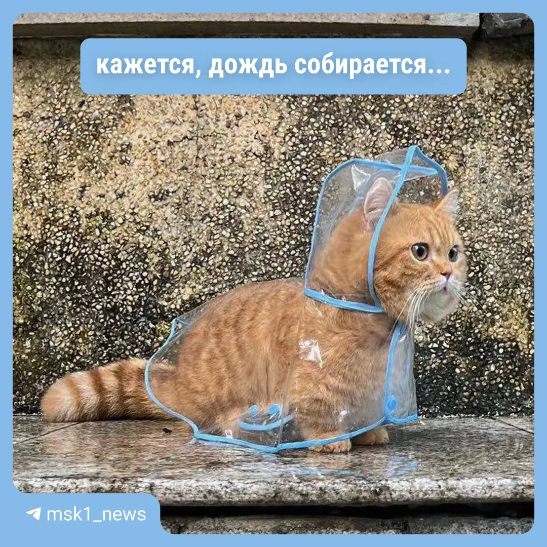 Москву накроют ливни и грозы: сильные осадки ожидаются уже завтра, прохладные ночи и пасмурная погода продлятся как минимум до 12 июля. Объявлен «жёлтый» уровень опасности из‑за гроз.