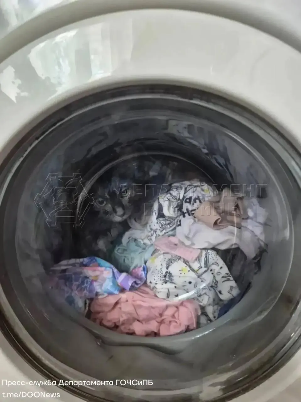 Котёнок незаметно забрался в барабан стиральной машины. Хозяйка остановила стирку, дверь помогли открыть спасатели — животное цело, лишь немного промокло.