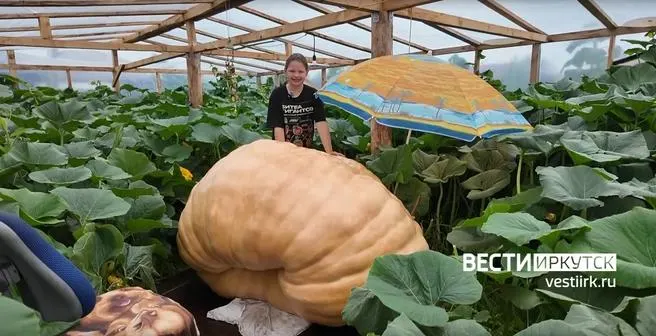 Мальчик участвует в национальном конкурсе по выращиванию гигантских овощей и готовится к финалу в Москве на ВДНХ, продолжая уход за своим гигантом.