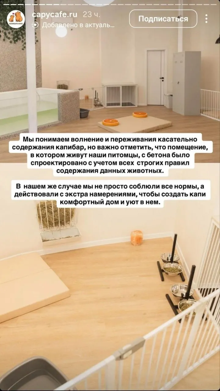 Новое московское кафе с капибарами обвиняют в жестоком обращении; представители заведения опровергают обвинения, но зоозащитники требуют проверки.