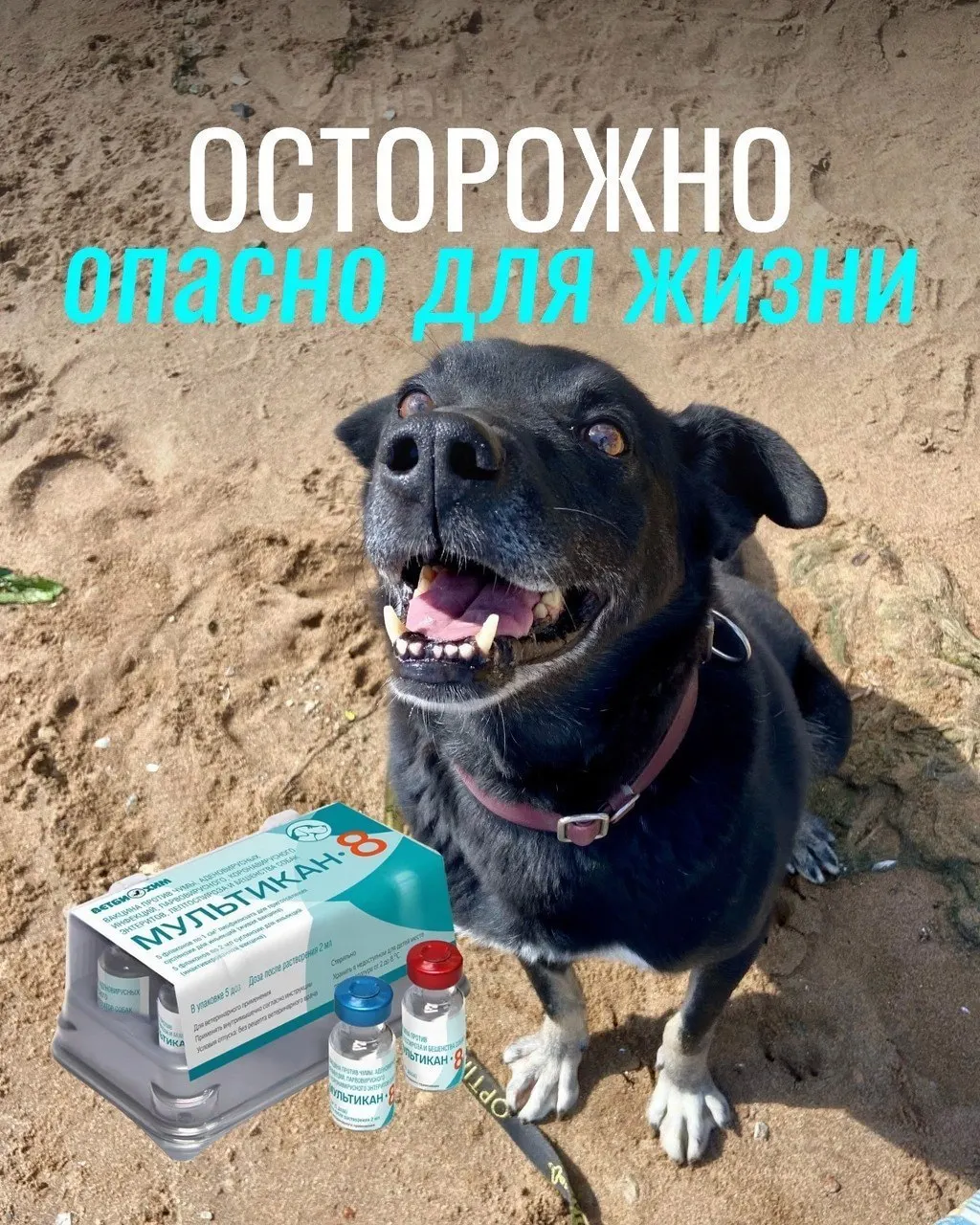 Владельцы сообщают о тяжелых побочных эффектах вакцины: судороги, рвота, диарея и отёки. Часть партий вакцины изъята, экспертиза продолжается.