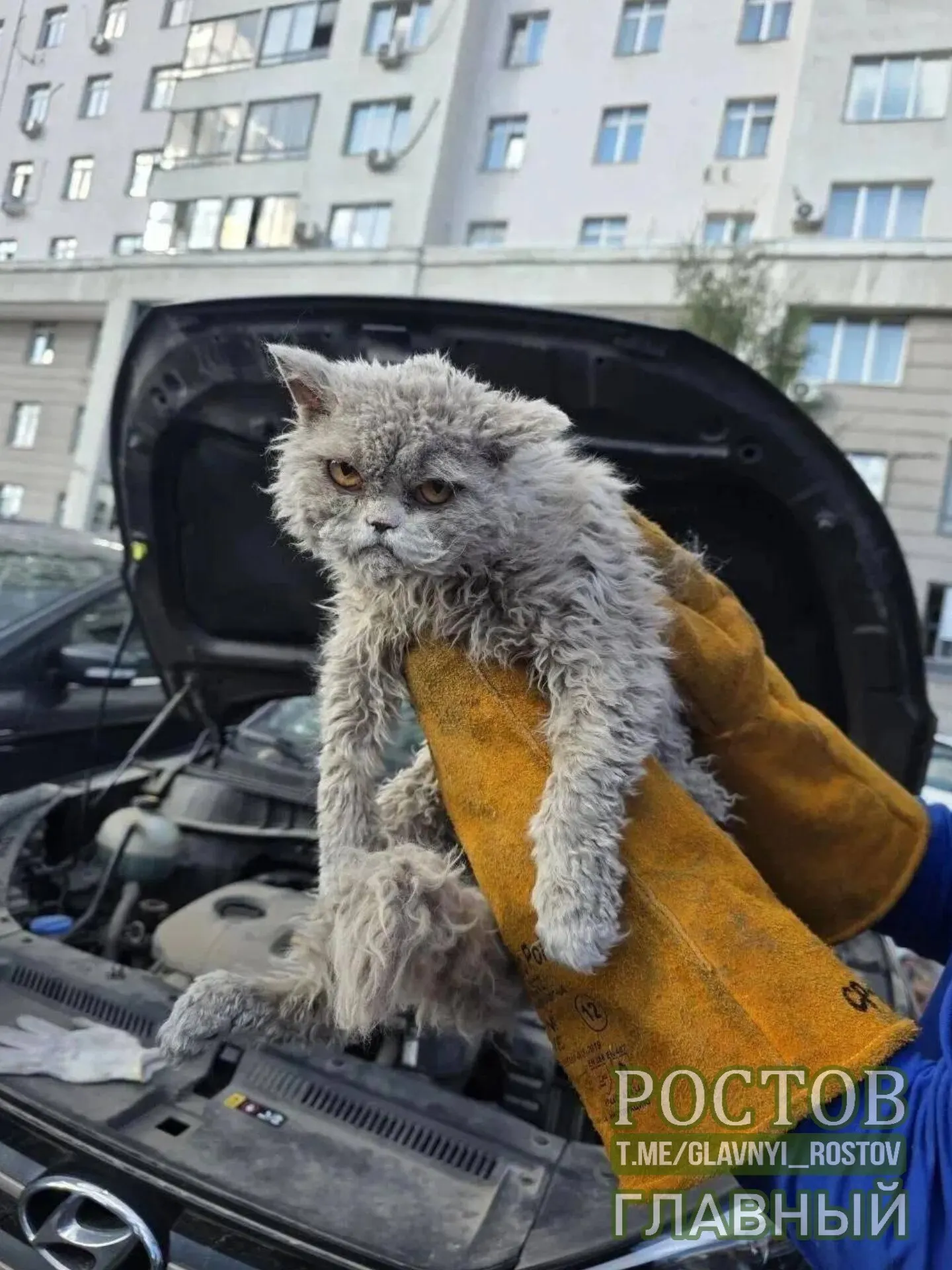 Пушистый кот застрял под капотом машины в Москве и был благополучно освобождён спасателями.