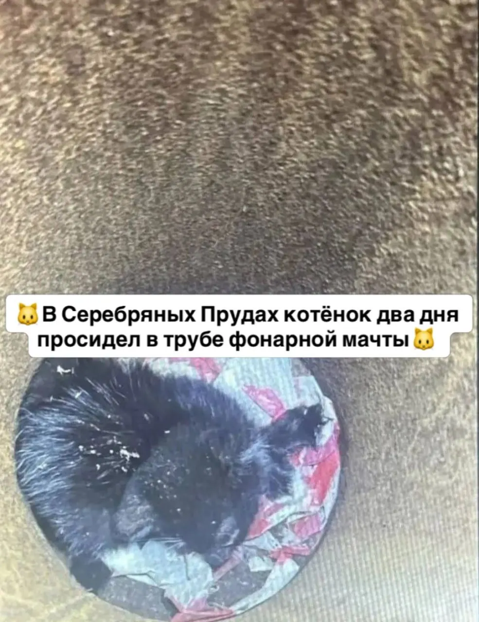 Котёнок два дня просидел в трубе фонарного столба в Серебряных Прудах под Москвой; спасение прошло благодаря местному жителю и строительному пылесосу, животное не пострадало.