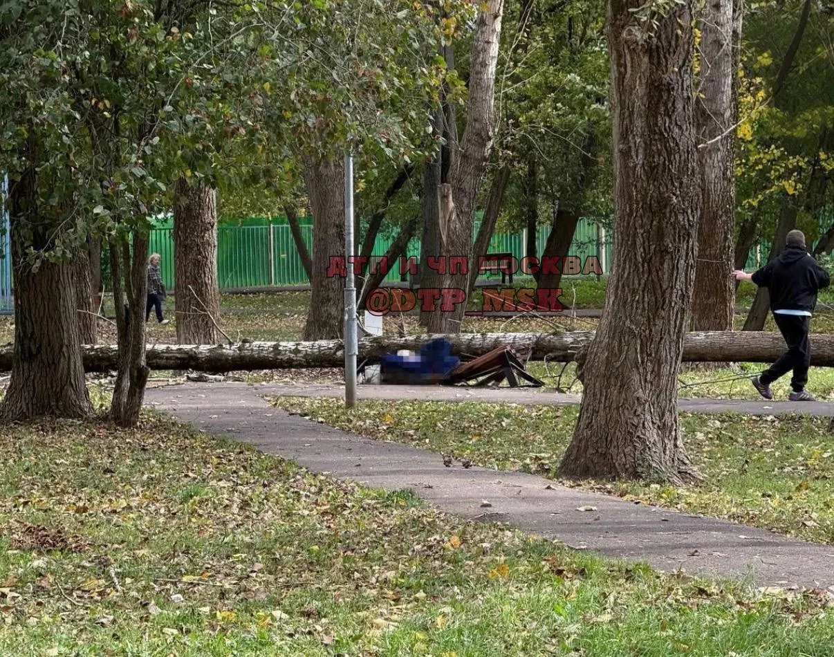 Сильный ветер до 13 м/с на западе Москвы спровоцировал падение дерева на мужчину на скамейке в сквере.