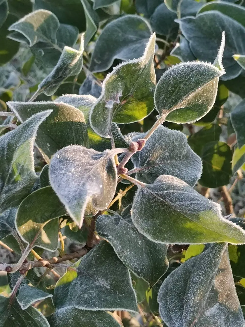 Первая ночь заморозков в Подмосковье: в Черустях зафиксировано -0,1°C, в Москве минимальная температура — около +7,3°C.