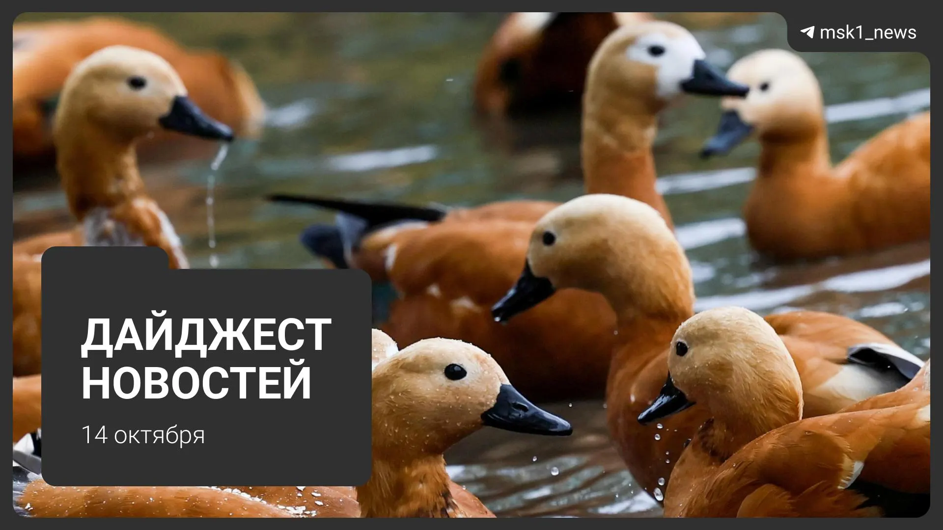 Планы застройки старого авторынка в Москве, атаки дронов на центр обработки данных в Саратовской области и ход восстановления после ЧП в Химках, а также приговор по делу о стрельбе.