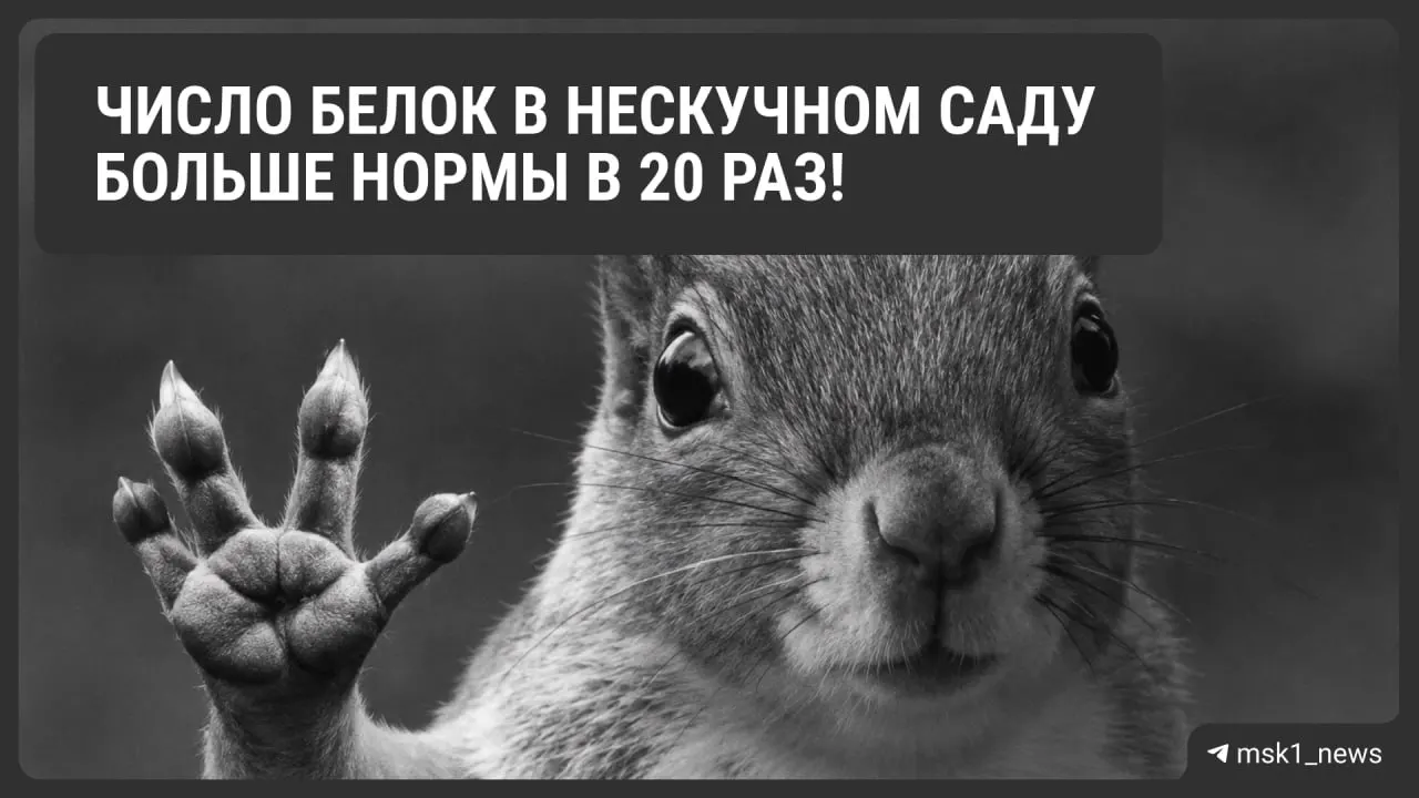В Парке Горького зафиксировано свыше ста белок, которые активно запасаются едой на зиму; их запасы и масса орехов впечатляют.